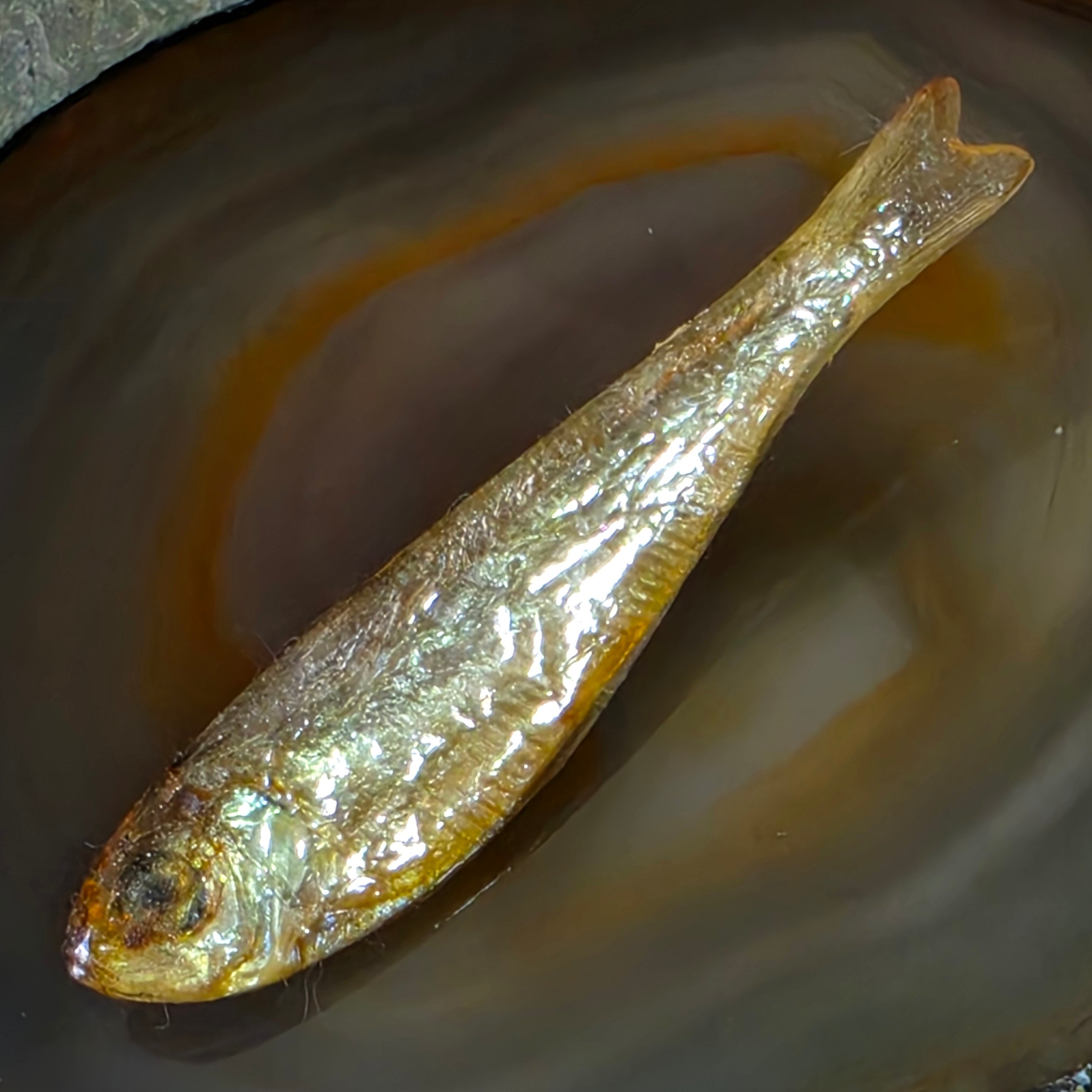 Ken Loeber 1981 Vintage Signed Lucite Encased Minnow Brooch Fish Pin Oddity