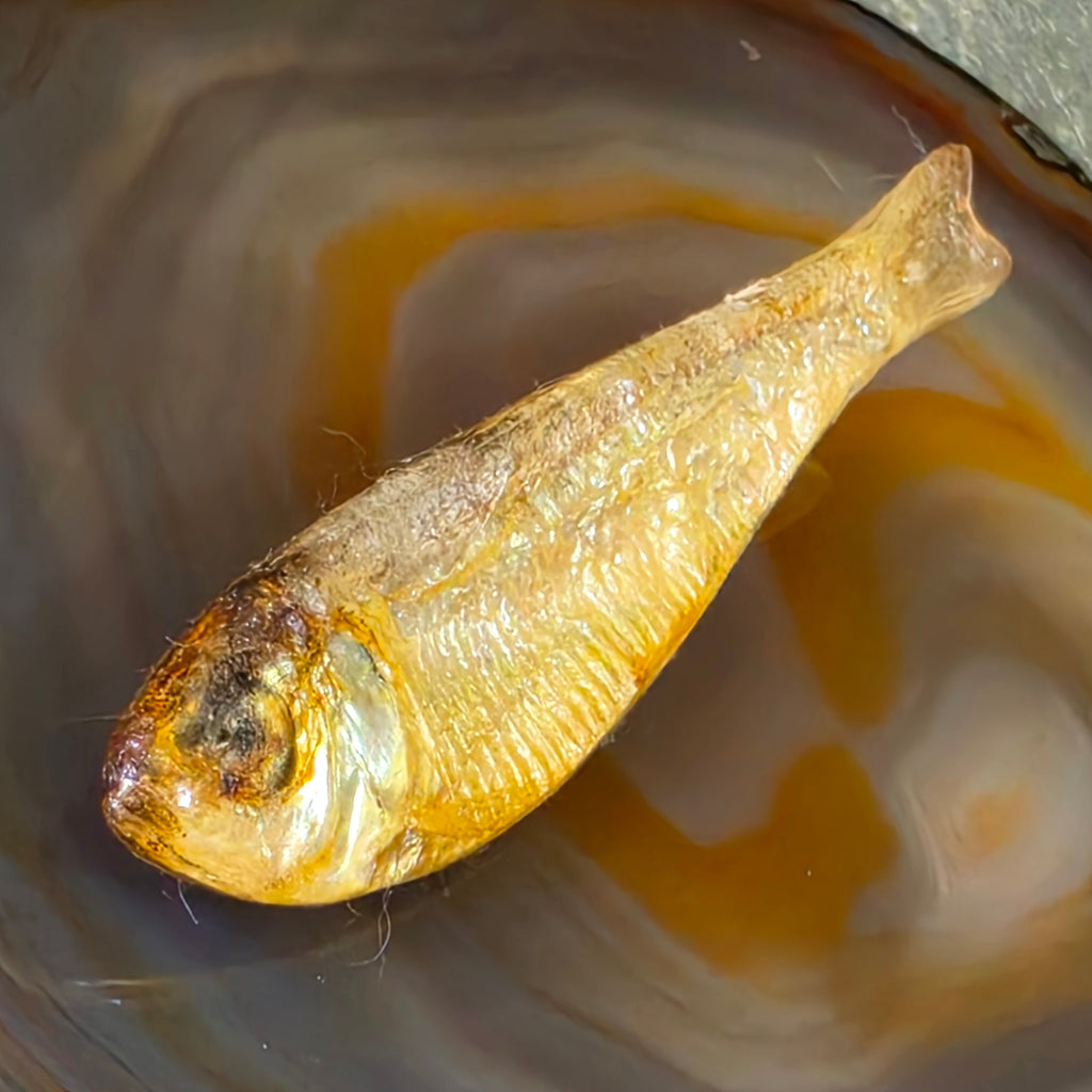 Ken Loeber 1981 Vintage Signed Lucite Encased Minnow Brooch Fish Pin Oddity