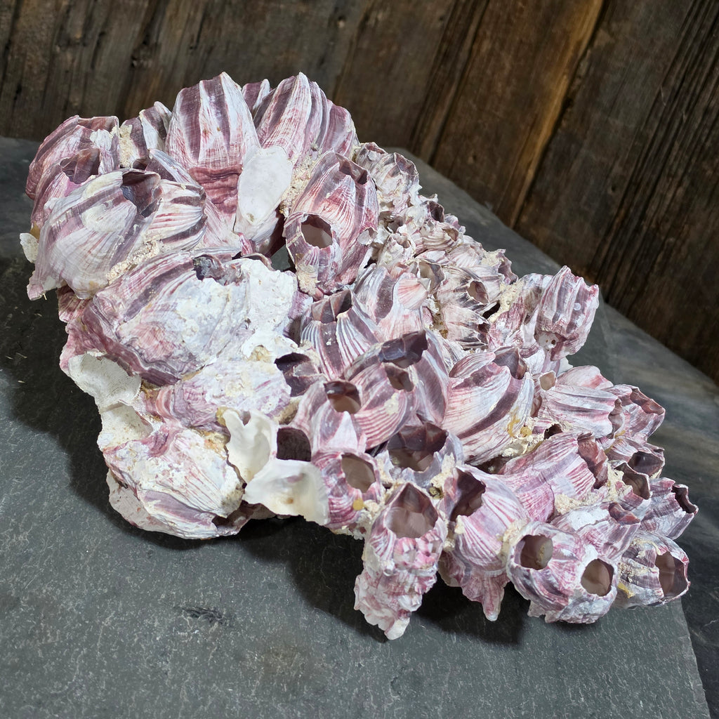Natural Purple Striped Barnacle Cluster Specimen Ocean Reef Coastal Beach Decor