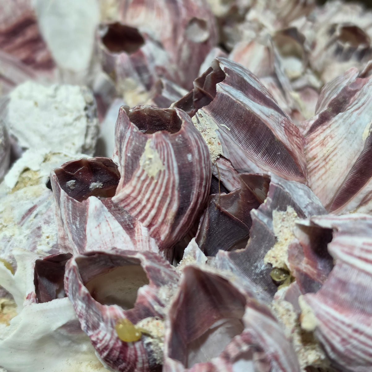 Natural Purple Striped Barnacle Cluster Specimen Ocean Reef Coastal Beach Decor