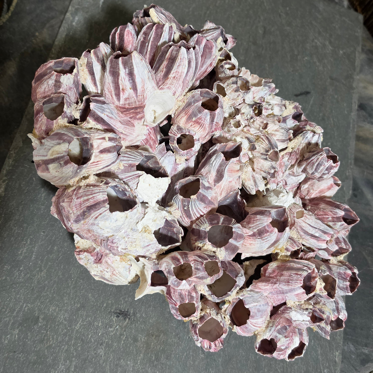 Natural Purple Striped Barnacle Cluster Specimen Ocean Reef Coastal Beach Decor
