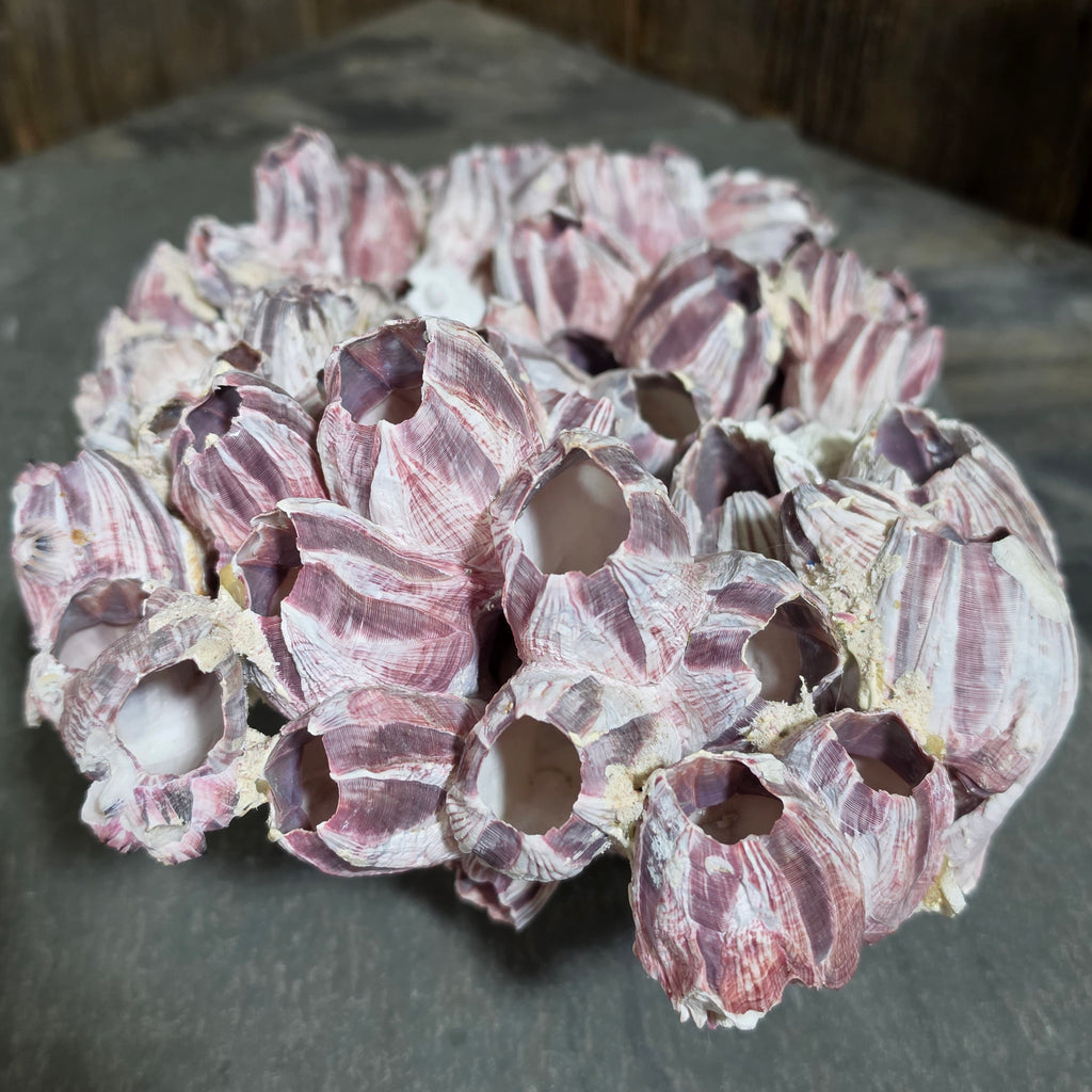 Natural Purple Striped Barnacle Cluster Specimen Ocean Reef Coastal Beach Decor