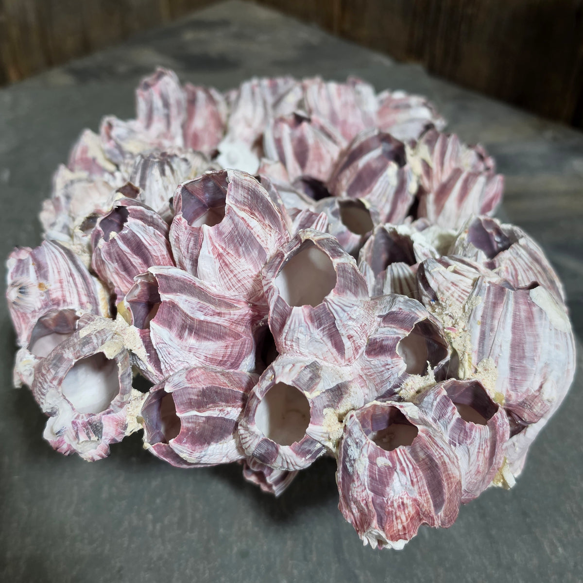 Natural Purple Striped Barnacle Cluster Specimen Ocean Reef Coastal Beach Decor