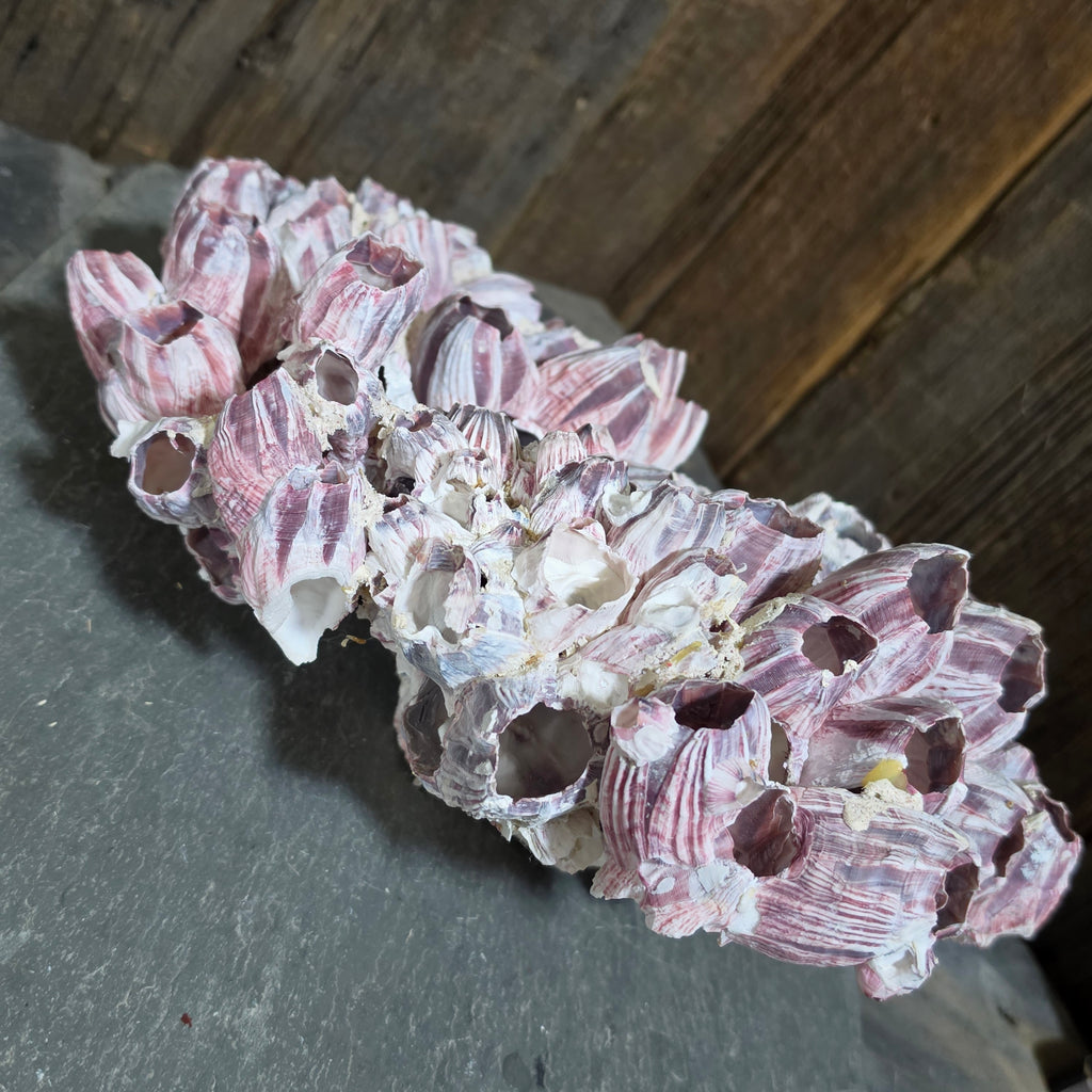 Natural Purple Striped Barnacle Cluster Specimen Ocean Reef Coastal Beach Decor