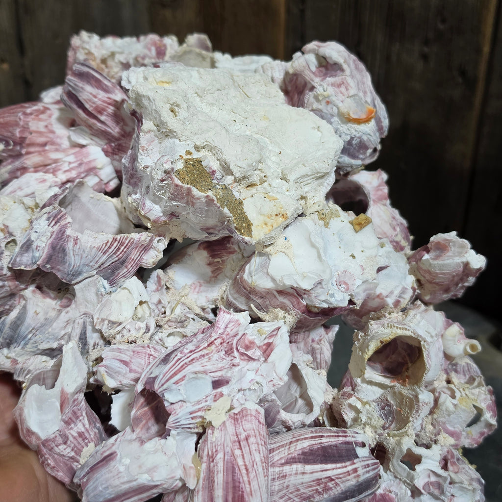 Natural Purple Striped Barnacle Cluster Specimen Ocean Reef Coastal Beach Decor